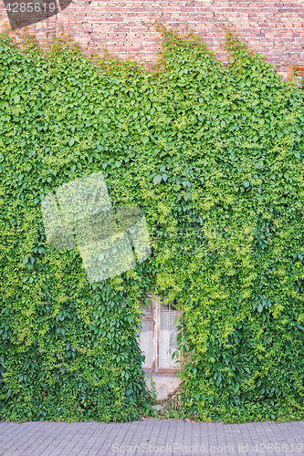 Image of Green creeper plant on the wall