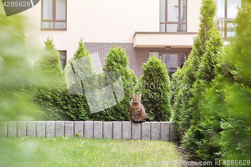 Image of Tabby cat sitting on stone small wall