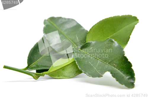 Image of Bergamot kaffir lime leaves