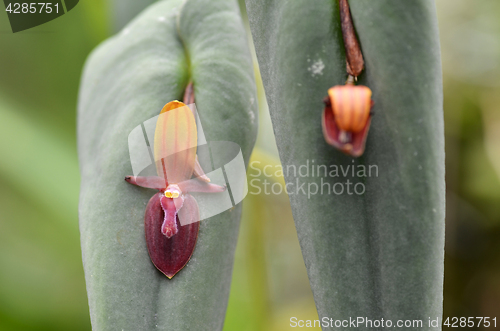 Image of Phymatoidea X Teaguei, kind of rare orchid 