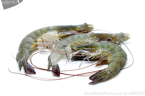 Image of Fresh raw prawns