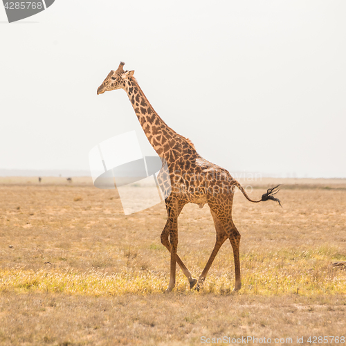 Image of Solitary giraffe in Amboseli national park, Tanzania.