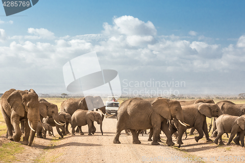 Image of Herd of big wild elephants crossing dirt roadi in Amboseli national park, Kenya.
