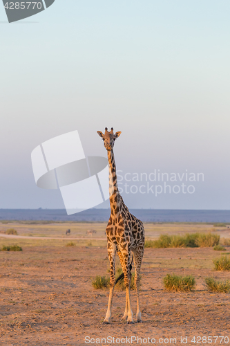 Image of Solitary giraffe in Amboseli national park, Tanzania.