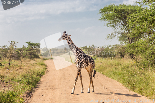 Image of Solitary giraffe in Amboseli national park, Kenya.