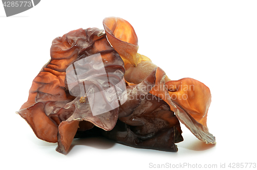 Image of Closeup photo of black fungus