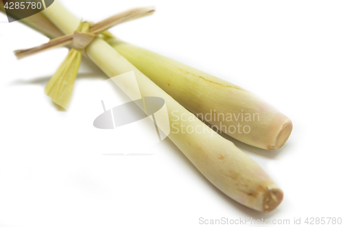 Image of Fresh lemon grass on white background