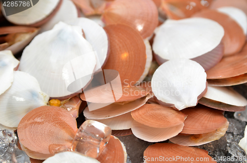 Image of Opened scallops at market 