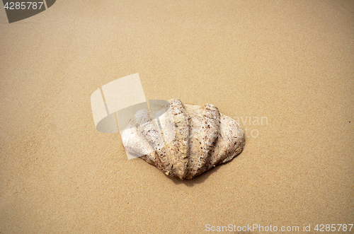 Image of Shell on the beach