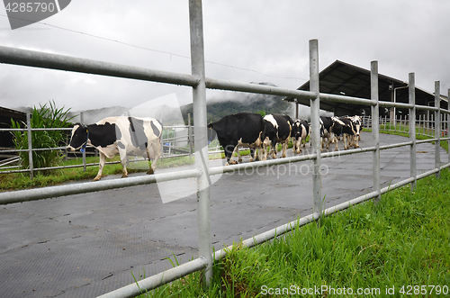 Image of Cattles at Desa Dairy Farm Kundasang