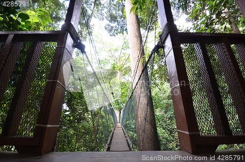 Image of Poring Treetop Canopy Walk