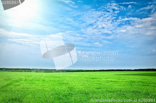 Image of Green grass under blue sky