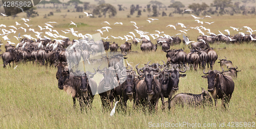 Image of Wildebeests grazing in Serengeti National Park in Tanzania, East Africa.