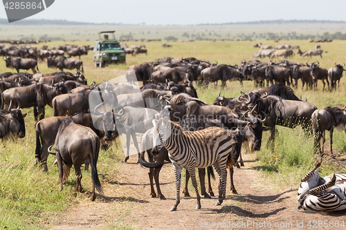 Image of Wildebeests and Zebras grazing in Serengeti National Park in Tanzania, East Africa.