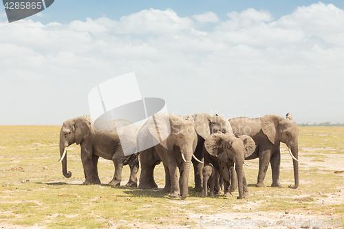 Image of Herd of wild elephants in Amboseli National Park, Kemya.