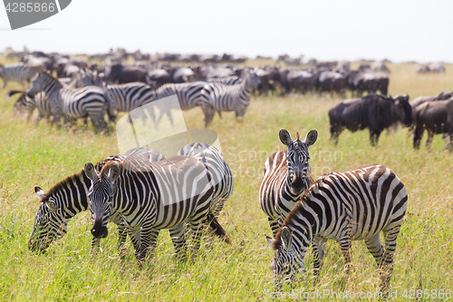 Image of Zebras grazing in Serengeti National Park in Tanzania, East Africa.