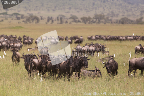 Image of Wildebeests grazing in Serengeti National Park in Tanzania, East Africa.