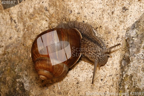 Image of Helix pomatia