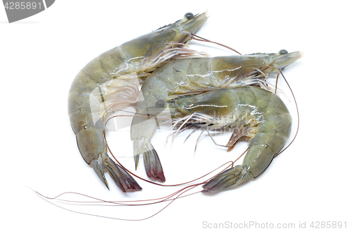 Image of Fresh raw prawns