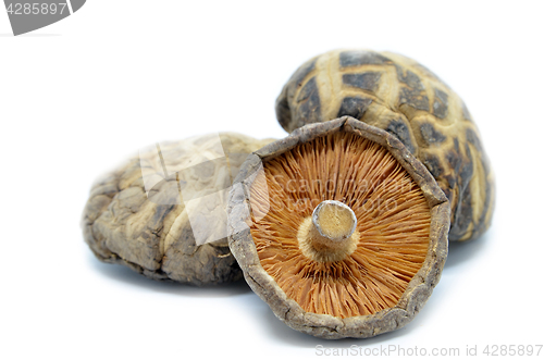 Image of Dried shitake mushroom