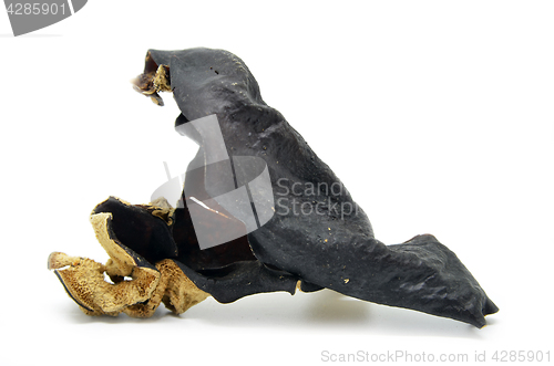 Image of Dried chinese delicacy black muer fungus