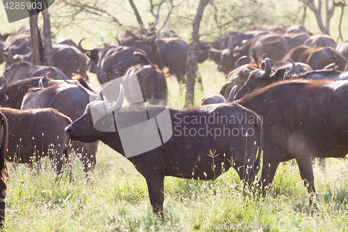 Image of African Buffalo herd in the Ngorongoro Crater, Tanzania