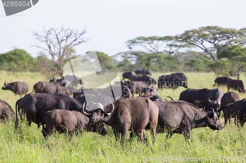 Image of African Buffalo herd in the Ngorongoro Crater, Tanzania