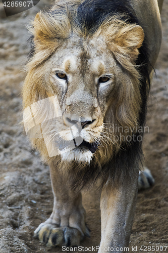 Image of Lion (a male)