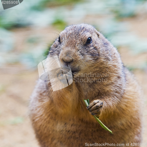 Image of Black-tailed prairie dog