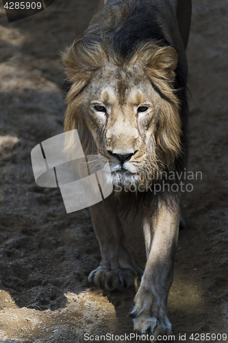 Image of Lion (a male)