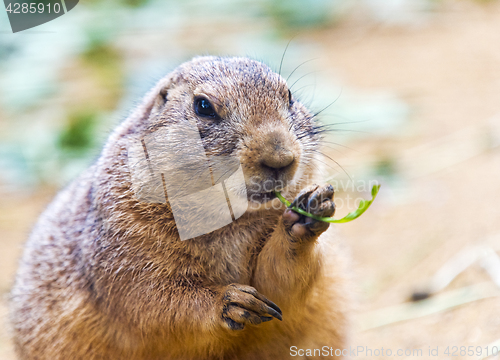 Image of Black-tailed prairie dog