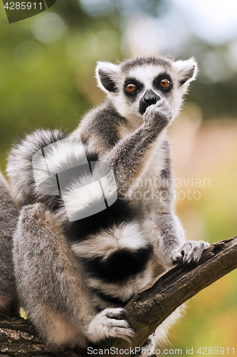 Image of Ring-tailed lemur (Lemur catta)