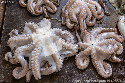 Image of Close up fresh octopus at fish market.