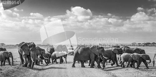Image of Herd of big wild elephants crossing dirt roadi in Amboseli national park, Kenya.