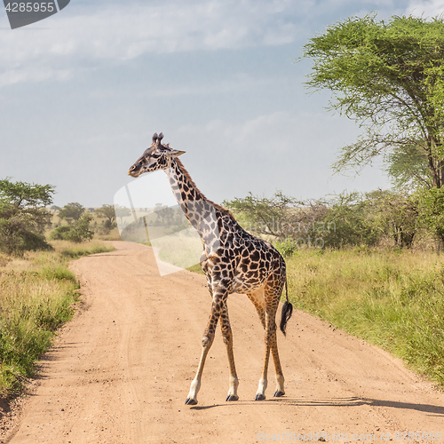Image of Solitary giraffe in Amboseli national park, Kenya.