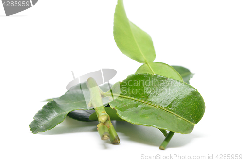 Image of Bergamot kaffir lime leaves