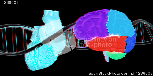 Image of DNA, brain and heart. 3d illustration. Anaglyph. View with red/c