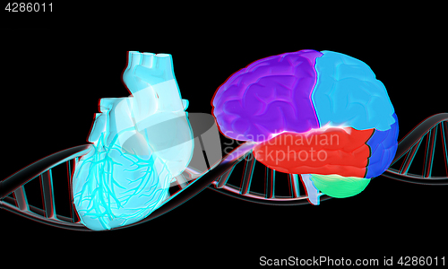 Image of DNA, brain and heart. 3d illustration. Anaglyph. View with red/c