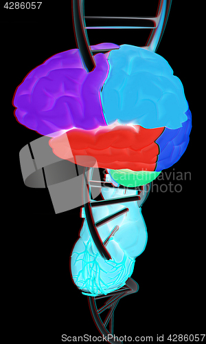 Image of DNA, brain and heart. 3d illustration. Anaglyph. View with red/c