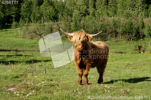 Image of Scottish Highland cow