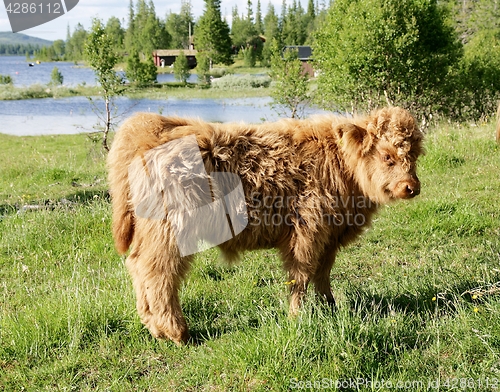 Image of Scottish Highland calf