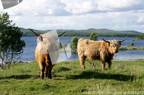 Image of Scottish Highland cattle