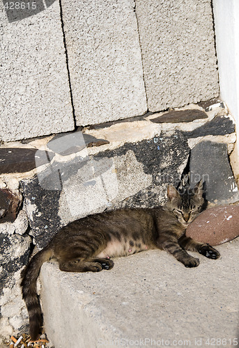 Image of cat sleeping in the sunlight greek islands