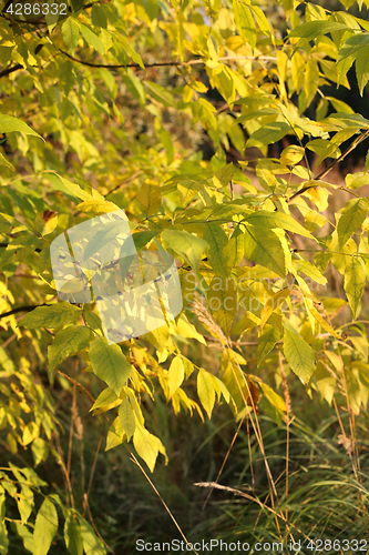 Image of Autumn tree branches