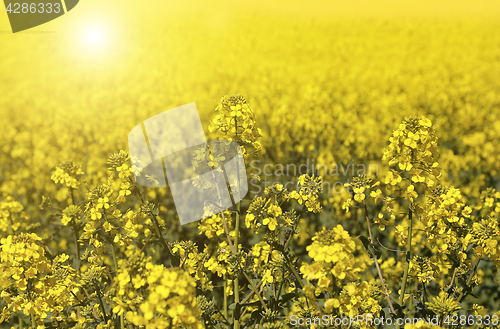 Image of Field of flowers winter cress