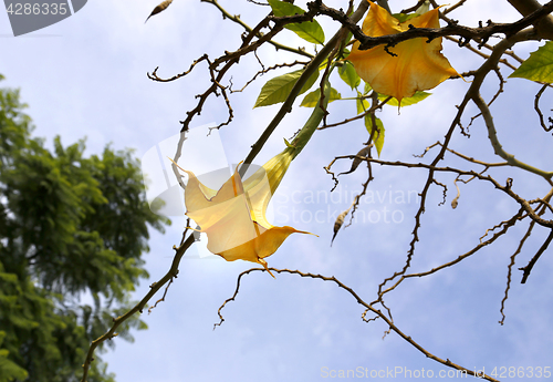 Image of Yellow brugmansia named angels trumpet or Datura flower