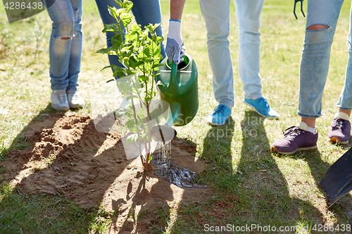 Image of group of volunteers planting and watering tree