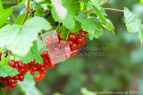 Image of berries of red currant
