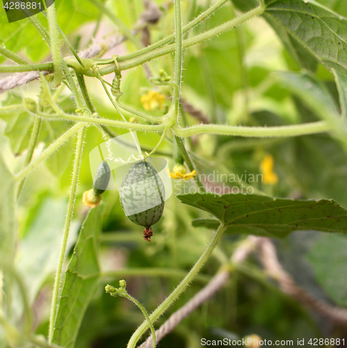 Image of Grape-size cucamelon fruit hanging from vine 