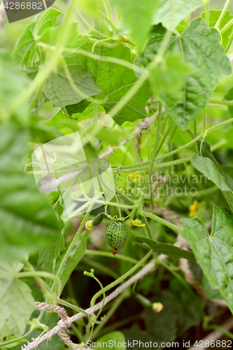 Image of Leafy melothria scabra vine with developing cucamelon fruits